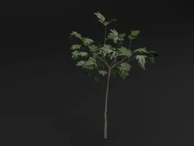 Sapling Tree Low-poly 3D model