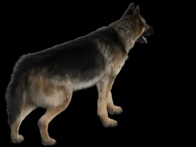  Shepherd Dog Anatomy 