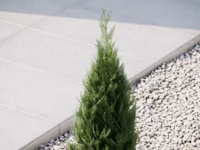 Conifer tree 3D model