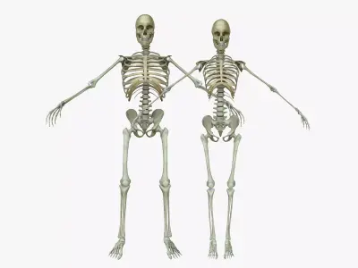 Male and Female Human Skeleton Anatomy 3D model