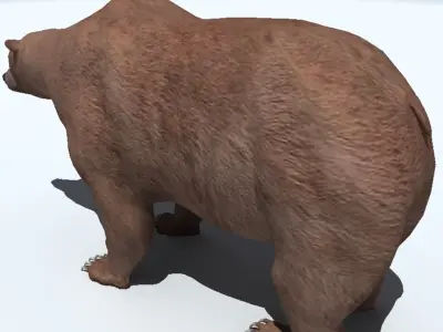 Grizzly Bear 3D model