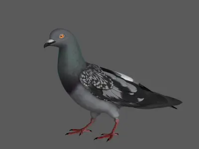  Dark Rock Pigeon (Animated) 