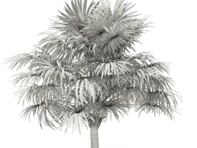Thatch Palm Tree 3D Model 4m 3D model