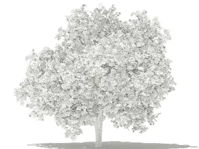 Common Fig Tree with Fruits 3D model