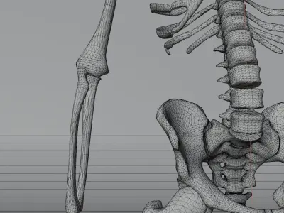 Simple 3D skeleton 3D model