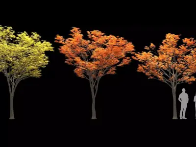 Zelkova keyaki autumn 3D model