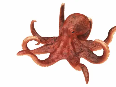  Realistic Octopus Rigged Animated 