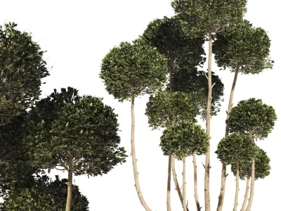 Garden Tree 02 3D model