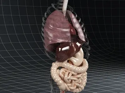 Anatomy Internal Organs 02 3D model