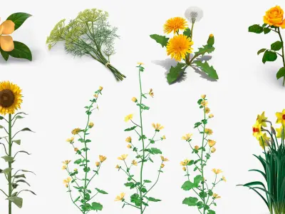  Yellow Flowering Plants Collection 5 