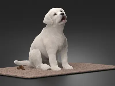  Labrador Retriever Puppy Pooped on the Mat Fur 