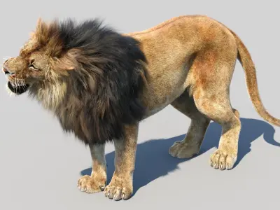  Lion 3D Model Animated Fur 