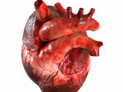  Human Heart Anatomy Animation 3D 