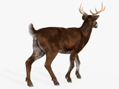  Virginia Deer Fur Rigged For Blender 