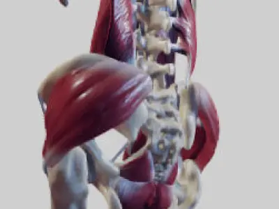 The Pelvic Floor And Post Abdominal Wall Muscles Low-poly 3D model