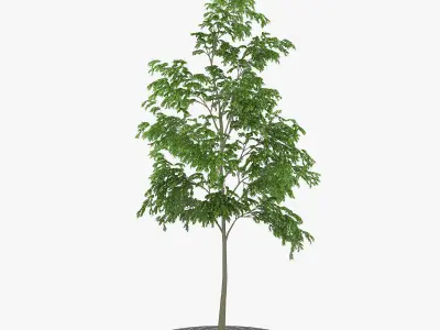 Street Tree 02 3D model