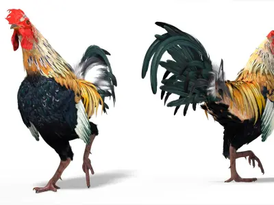  Domestic Rooster Walking Animated Rigged For Blender 