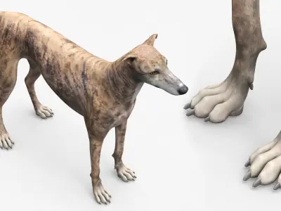  Greyhound Dog Male Brindle Rigged 