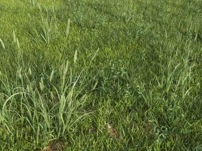  Lawn + Grasses Pack (+GrowFX) 