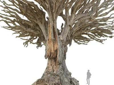  Dragon tree 24K 