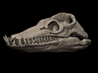 Elasmosaurus Skull 3D print model