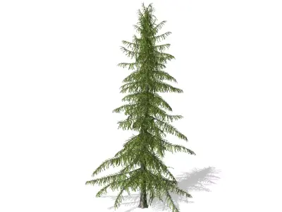 Alaska Cedar tree 3D model