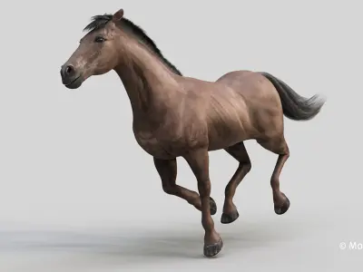  Horse PRO Dark Brown 