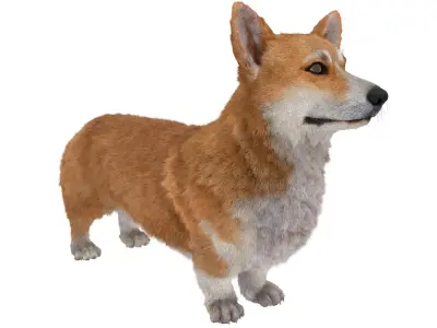  Pembroke Welsh Corgi Dog Fur for Cinema 4D 