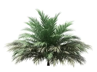 Butia Palm Tree 3D Model 2m 3D model