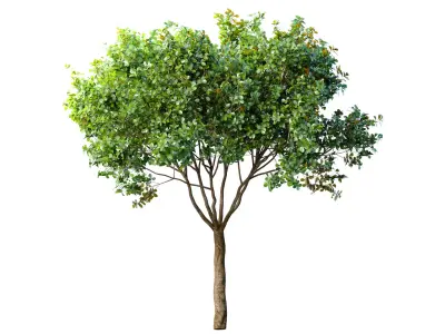 Decorative Evergreen Garden Street Tree 3D model