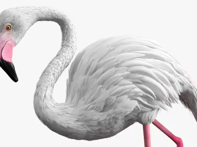  White Flamingo Bird in Walking Pose 