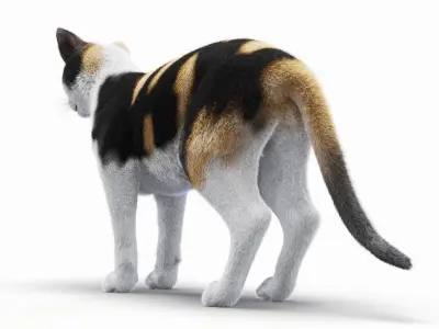  Full Cat Female Anatomy Static - Hair and Fur 