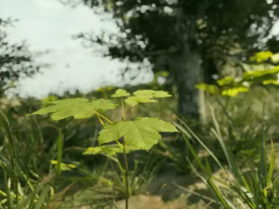 Ultra Realistic FOREST 3D model