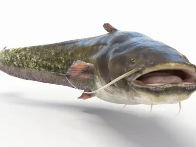  Catfish animated 