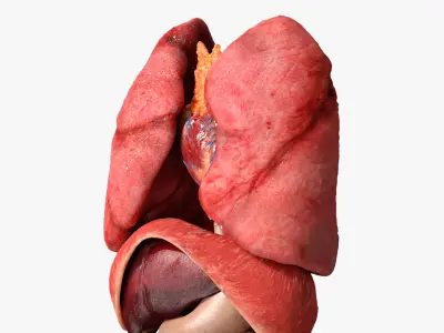 Male Internal Organs Anatomy 