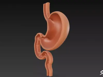 Stomach Cross Section Low-poly 3D model