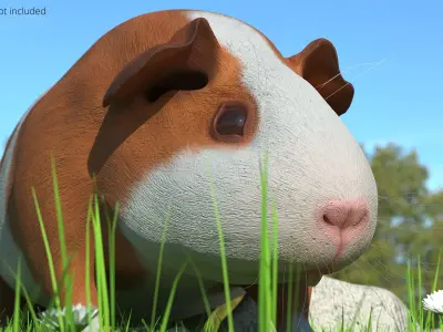  Smooth Coat Guinea Pig Brown White Rigged 