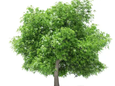 Mango Tree 3D model