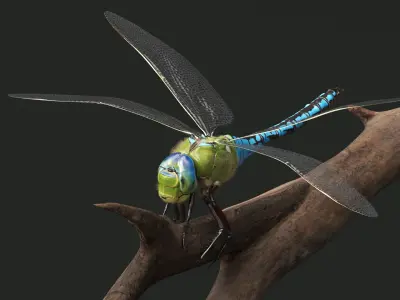  Dragonfly Idle Fur Animated Rigged For Maya 