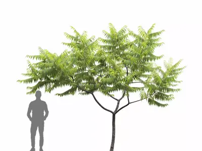 Rhus Typhina 02 3D model