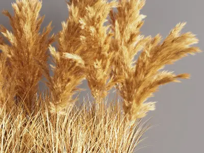 Indoor Plant Set 56  pampas 3D model