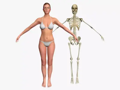 Female with Skeleton 3DSmax 3D model