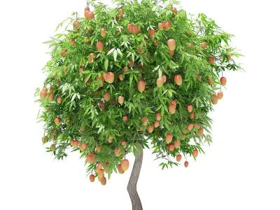 Mango Tree with Fruits 3D model