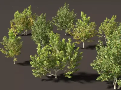 Acer campestre - Hedge maple 02 3D model