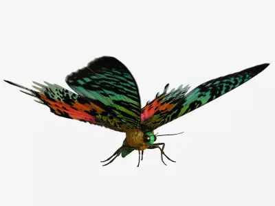 Madagascan Sunset Moth Low-poly 3D model