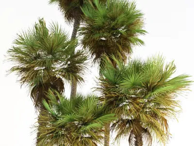 Palm trees 01 3D model