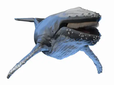  Humpback Whale Anatomy 