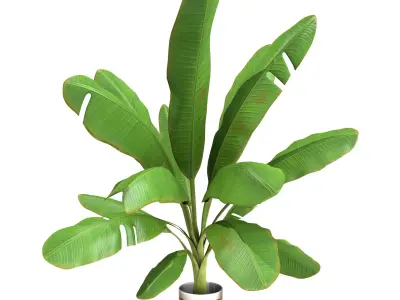  High Poly Banana Palm Musaceae Tree Plant 3D model