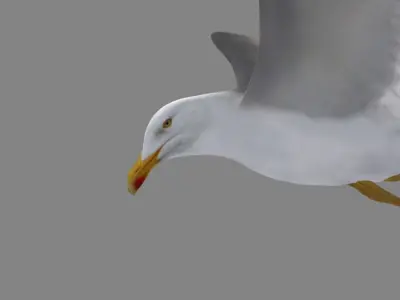  HIGH DETAILED SEAGULL 3D MODEL FULLY RIGGED &amp; ANIMATED 