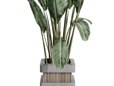 indoor plant set 388 palnt ravenala in a concrete vase Low-poly 3D model